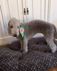 dog-with-ribbon